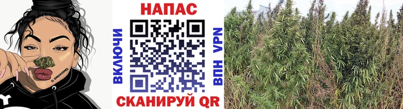 Канабис Bruce Banner Севастополь